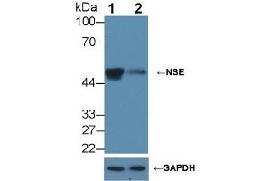 Knockout Varification: ;Lane 1: Wild-type HepG2 cell lysate; ;Lane 2: NSE knockout HepG2 cell lysate; ;Predicted MW: 47kDa ;Observed MW: 50kDa;Primary Ab: 2µg/ml Rabbit Anti-Mouse NSE Antibody;Second Ab: 0. (ENO2/NSE Antikörper  (AA 2-434))