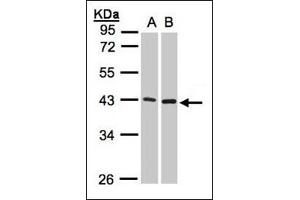 Sample (30 µg whole cell lysate). (MMP3 Antikörper  (Ser373))