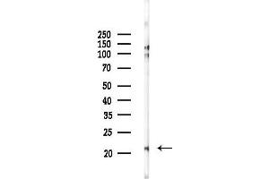 Western blot analysis of lysates from Rat testis, using NDUF Antibody at 1/1000 dilution.