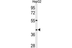 Western Blotting (WB) image for anti-WD Repeat Domain 82 (WDR82) antibody (ABIN3002141) (WDR82 Antikörper)