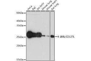 Western blot analysis of extracts of various cell lines, using 4-1BBL/CD137L Rabbit mAb (ABIN7271060) at 1:1000 dilution. (TNFSF9 Antikörper)
