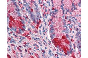 Image no. 1 for anti-Intestinal Alkaline Phosphatase (ALPI) antibody (ABIN303053) (Intestinal Alkaline Phosphatase Antikörper)