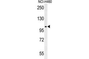 Western Blotting (WB) image for anti-Cyclin M4 (CNNM4) antibody (ABIN3002338) (CNNM4 Antikörper)