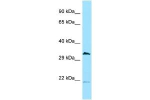 Western Blotting (WB) image for anti-Cell Division Cycle 37-Like 1 (CDC37L1) (N-Term) antibody (ABIN2789146) (CDC37L1 Antikörper  (N-Term))