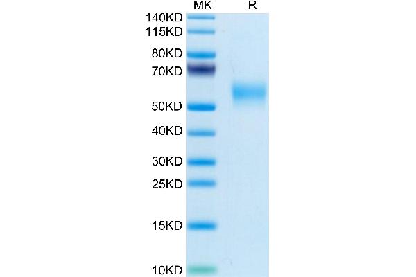 OLR1 Protein (AA 60-363) (His tag)