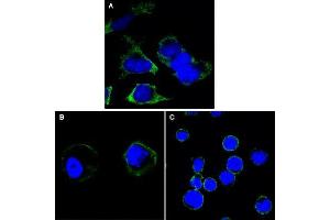 Confocal immunofluorescence analysis of Hela (A), A431 (B) and THP-1 (C) cells using RTN3 antibody (green). (Reticulon 3 Antikörper)