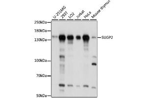 Western blot analysis of extracts of various cell lines, using SUGP2 antibody  at 1:1000 dilution. (SFRS14 Antikörper  (AA 500-700))
