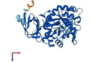 AMDHD2 Protein (AA 1-409) (His tag)
