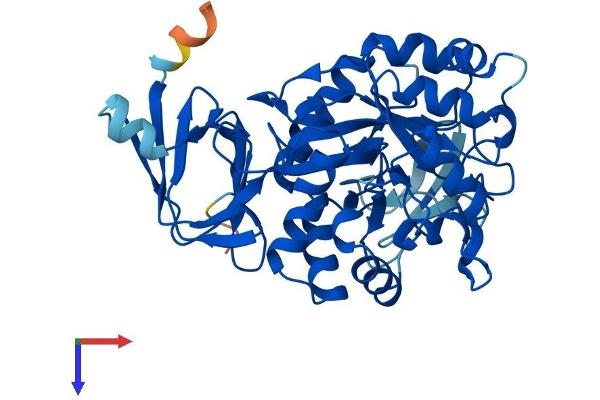 AMDHD2 Protein (AA 1-409) (His tag)