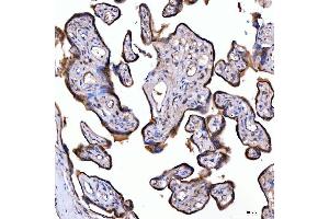 IHC analysis of SUMF2 using anti-SUMF2 antibody (ABIN7600954). (SUMF2 Antikörper  (AA 26-301))