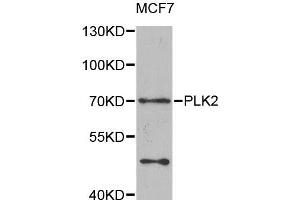 Western blot analysis of extracts of MCF-7 cells, using PLK2 antibody (ABIN5975471) at 1/1000 dilution. (PLK2 Antikörper)