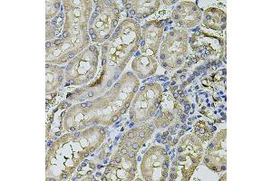 Immunohistochemistry of paraffin-embedded rat kidney using FDX1 antibody. (Ferredoxin1 (FDX1) Antikörper)