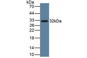 Western blot analysis of Human Lung Tissue, using IL33 antibody and HRP-conjugated Rabbit Anti-Mouse antibody (