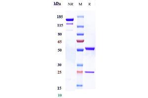 Anti-ACVR2B Reference Antibody (bimagrumab) on SDS-PAGE under reducing (R) condition.