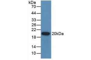 Western blot analysis of recombinant Human GREM1. (GREM1 Antikörper  (AA 26-184))