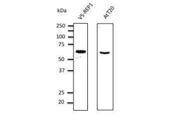 CHM 抗体  (AA 1-80)