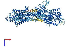 ATP1A4 Protein (AA 1-1029) (His tag)