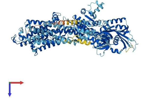 ATP1A4 Protein (AA 1-1029) (His tag)