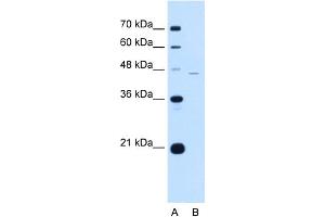 WB Suggested Anti-SIGLEC9 Antibody Titration:  0. (SIGLEC9 Antikörper  (C-Term))