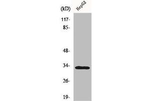 Western Blot analysis of HepG2 cells using DcR3 Polyclonal Antibody (TNFRSF6B Antikörper  (C-Term))