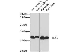 Western blot analysis of extracts of various cell lines, using HES5 Rabbit mAb (ABIN7267559) at 1:1000 dilution. (HES5 Antikörper)
