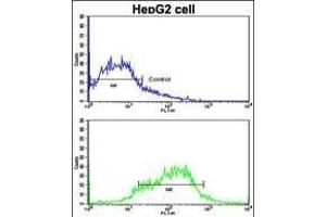 Flow cytometric analysis of HepG2 cells using EphA1 Antibody (N-term) (bottom histogram) compared to a negative control cell (top histogram). (EPHA1 Antikörper  (N-Term))
