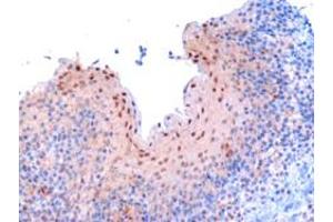 ABIN185045 (3 µg/mL) staining of paraffin embedded human tonsil. (Importin 9 Antikörper  (C-Term))