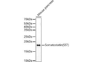 Western blot analysis of extracts of Mouse pancreas, using Somatostatin (SST) Rabbit pAb antibody (ABIN6133914, ABIN6148498, ABIN6148499 and ABIN6224956) at 1:500 dilution. (Somatostatin Antikörper  (C-Term))