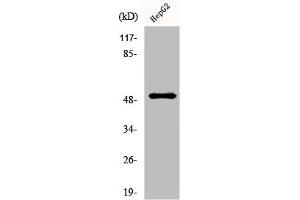Western Blot analysis of HepG2 cells using Lad Polyclonal Antibody (SH2D2A Antikörper  (Internal Region))
