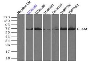 Image no. 1 for anti-Polo-Like Kinase 1 (PLK1) antibody (ABIN1500280) (PLK1 Antikörper)