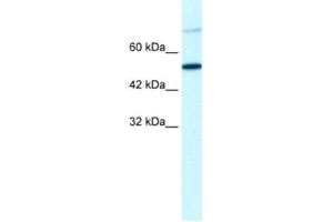 Western Blotting (WB) image for anti-T-Box 3 (TBX3) antibody (ABIN2460723) (TBX3 Antikörper)