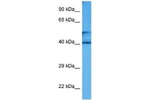 Host:  Mouse  Target Name:  CKM  Sample Tissue:  Mouse Small Intestine  Antibody Dilution:  1ug/ml