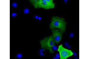 Anti-SHC1 mouse monoclonal antibody (ABIN2453640) immunofluorescent staining of COS7 cells transiently transfected by pCMV6-ENTRY SHC1 (RC204362). (SHC1 Antikörper)