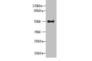 Western blot All lanes: WDR37 antibody at 7 μg/mL + HepG2 whole cell lysate Secondary Goat polyclonal to rabbit IgG at 1/10000 dilution Predicted band size: 55, 30 kDa Observed band size: 55 kDa (WDR37 Antikörper  (AA 1-264))