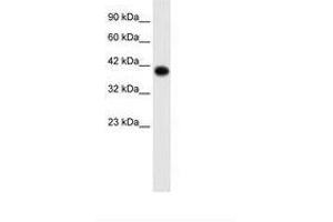 Image no. 2 for anti-Transcription Factor AP-4 (Activating Enhancer Binding Protein 4) (TFAP4) (C-Term) antibody (ABIN202276) (TFAP4 Antikörper  (C-Term))