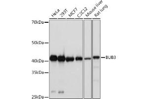 Western blot analysis of extracts of various cell lines, using BUB3 Rabbit mAb (ABIN7265960) at 1:1000 dilution. (BUB3 Antikörper)