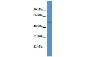 Western Blot showing LPL antibody used at a concentration of 1. (Lipoprotein Lipase Antikörper  (C-Term))