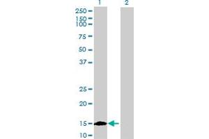 Western Blot analysis of ISCU expression in transfected 293T cell line by ISCU MaxPab polyclonal antibody. (ISCU Antikörper  (AA 1-142))