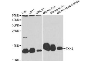 Western blot analysis of extracts of various cell lines, using TXN2 antibody (ABIN6291019) at 1:1000 dilution. (TXN2 Antikörper)