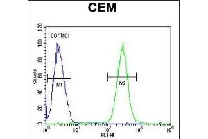 BCAN Antibody (C-term) (ABIN652096 and ABIN2840547) flow cytometric analysis of CEM cells (right histogram) compared to a negative control cell (left histogram). (BCAN Antikörper  (C-Term))