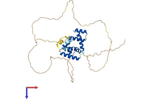 POU3F4 Protein (AA 1-361) (His tag)