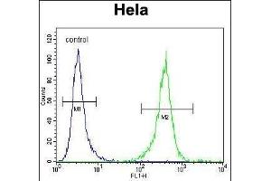 DNAJB6 Antibody (Center) (ABIN656424 and ABIN2845716) flow cytometric analysis of Hela cells (right histogram) compared to a negative control cell (left histogram). (DNAJB6 Antikörper  (AA 218-247))