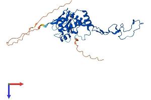 MRPL4 Protein (AA 1-311) (His tag)