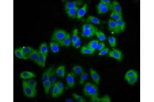 Immunofluorescence staining of HepG2 cells with ABIN7143409 at 1:133, counter-stained with DAPI. (APMAP Antikörper  (AA 134-240))