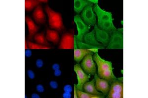ABIN6260971 and ABIN6278349 staining Hela cells by IF/ICC. (COPS7A Antikörper  (C-Term))