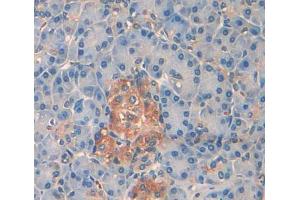 Used in DAB staining on fromalin fixed paraffin- embedded pancreas tissue (PTPRN2 Antikörper  (AA 839-1015))