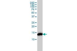 RPS19 monoclonal antibody (M01A), clone 3C6 Western Blot analysis of RPS19 expression in K-562 . (RPS19 Antikörper  (AA 1-145))