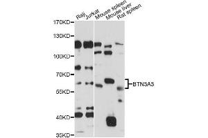 Western blot analysis of extracts of various cell lines, using BTN3A3 antibody (ABIN6292790) at 1:1000 dilution.