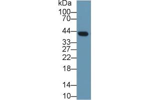Western Blot; Sample: Mouse Lung lysate; Primary Ab: 1µg/ml Rabbit Anti-Rat CLU Antibody Second Ab: 0. (Clusterin Antikörper  (AA 227-447))