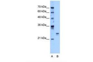 Image no. 1 for anti-High Mobility Group Box 1 (HMGB1) (AA 126-175) antibody (ABIN324443) (HMGB1 Antikörper  (AA 126-175))
